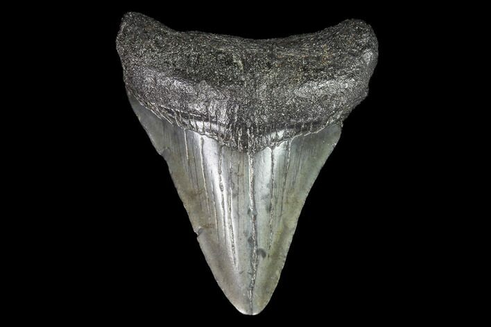Juvenile Megalodon Tooth - Georgia #99153